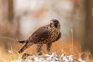 female Peregrine falcon (Falco peregrinus) eats her prey caught