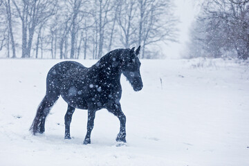 Fototapeta na wymiar female Friesian horse in very heavy snowfall
