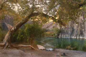 Fototapeta na wymiar A declined tree by the river Charyn. On the banks of the river grows a large tree, leaning towards the water, the river is surrounded by rocks, evening of a summer day