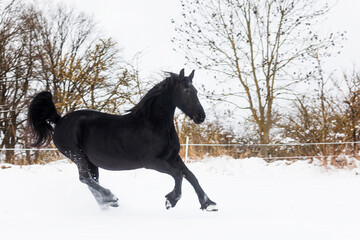 Fototapeta na wymiar female Friesian horse stopped abruptly on the snowy pasture