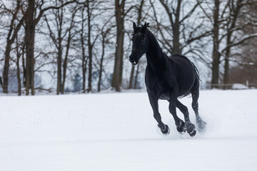 female Friesian horse is trotting on a snowy meadow