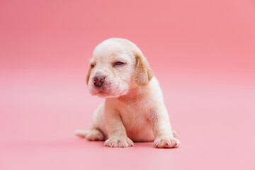 Beagle dog on pink background. Picture have copy space for advertisement or text.
