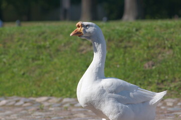 a closeup of a white goose. High quality photo