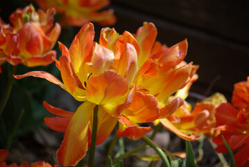 Obraz na płótnie Canvas Tulipe orange au printemps