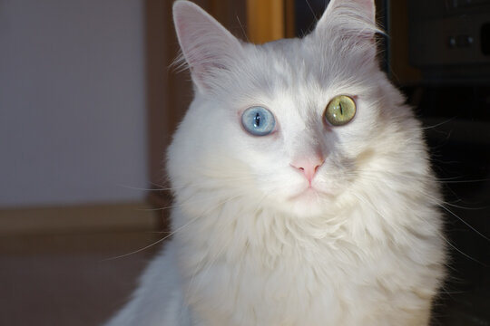 Portrait of a cute white Turkish angora cat