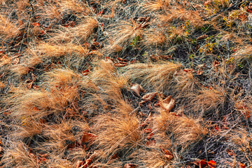 Dry grass and leaves background . Autumnal plants on the ground