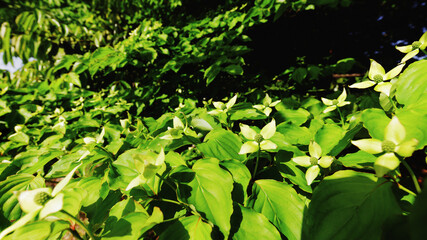 ヤマボウシの花
