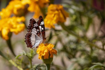 Moduza Procris Butterfly or Commander Butterfly on Marigold Flower