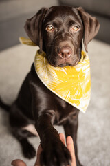 Süßer brauner Labrador mit gelbem Halstuch