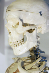 Schädel eines menschlichen Skeletts