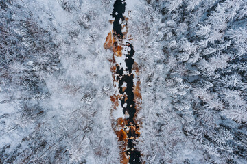 Aerial view of the winter forest, Lindulovskaya grove. The Lintulovka River is brown. Siberian larch. Snow on the trees.