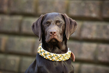 Eleganter brauner Labrador