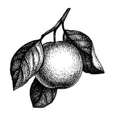 Ink sketch of apple.