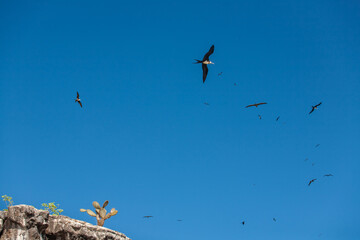 Tropical birds(frigatebirds and boobies) flying in the blue sky above Prince Phillip's Steps  of Genovesa Island, travel destination for exotic bird-watching and eco-tourism. Galapagos Islands.
