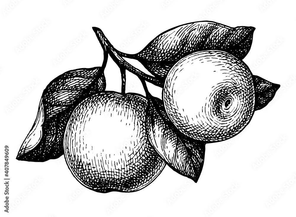 Canvas Prints ink sketch of apple.