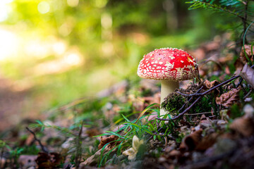 Toadstool