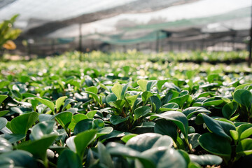 Agricultural garden, tree planting, agricultural garden in the country