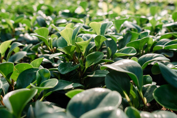 Agricultural garden, tree planting, agricultural garden in the country