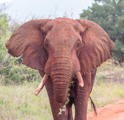 Obraz na płótnie Canvas large red tsavo elephant bull charging
