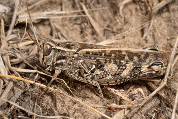 Calliptamus italicus, the Italian locust, is a species of  short-horned grasshopper