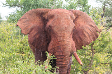 Fototapeta na wymiar large red tsavo elephant bull charging