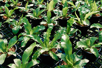 Fototapeta premium Agricultural garden, tree planting, agricultural garden in the country