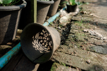 Agricultural garden, tree planting, agricultural garden in the country