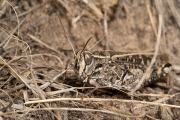 Calliptamus italicus, the Italian locust, is a species of  short-horned grasshopper