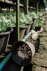 Agricultural garden, tree planting, agricultural garden in the country