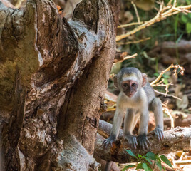 cute vervet monkey baby portrait in forest