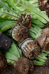 Agricultural garden, tree planting, agricultural garden in the country