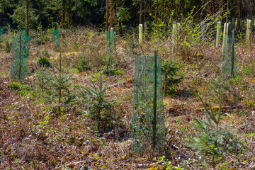 Aufforsten - Kleine Bäume mit Schutzmanschette aus grünem Maschendraht gegen Wildverbiss (Verbissschutz) - obrazy, fototapety, plakaty