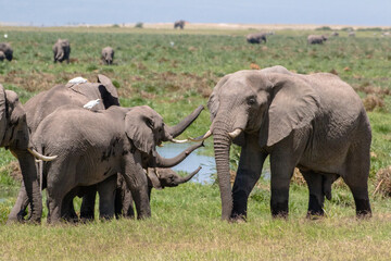 old elephant bull being greeted by other elephants
