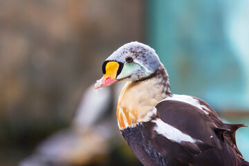 Colorful duck