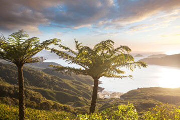Fern tree
