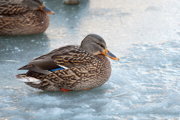 a duck on the ice