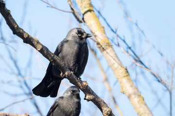Western jackdaw on the tree