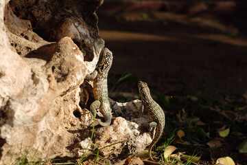curly-tailed lizards on the rock
