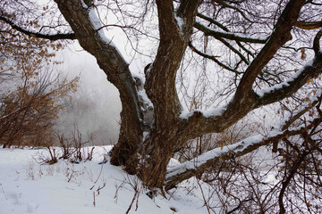 Winter landscape. A whimsical, beautiful, big tree in winter against a background of fog. Close-up. Wallpaper.