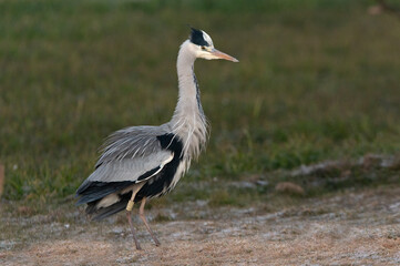 Gray heron with the first light of day