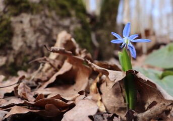Cute blue siberian squill flower growing through soil covering of dry fallen oak leaves. Scilla...