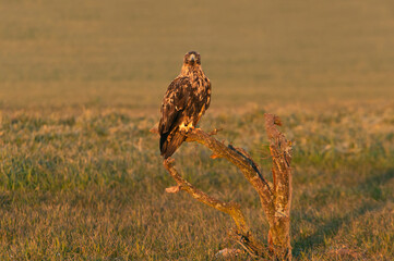 Four year old male Spanish Imperial Eagle at his favorite watchtower with the first light of dawn on a cold sunny winter day