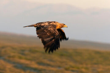 Four year old male Spanish Imperial Eagle flying with the first light of dawn