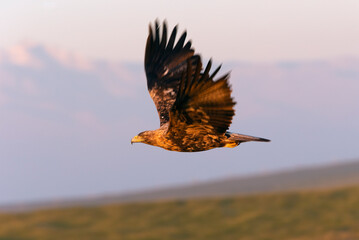 Four year old male Spanish Imperial Eagle flying with the first light of dawn