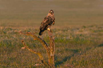 Four year old male Spanish imperial eagle in his favorite watchtower with the first light of dawn on a winter day