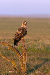 Four year old male Spanish Imperial Eagle at his favorite watchtower with the first light of dawn on a cold sunny winter day