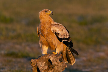 One year old Spanish Imperial Eagle in the first light of dawn on a cold winter day