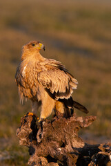 One year old Spanish Imperial Eagle in the first light of dawn on a cold winter day