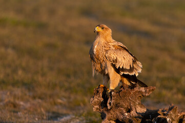 One year old female Spanish imperial eagle at her favorite watchtower with the first light of dawn on a winter day