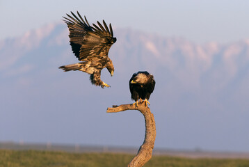 Four year old male of Spanish imperial eagle arriving at his favorite watchtower where the adult...